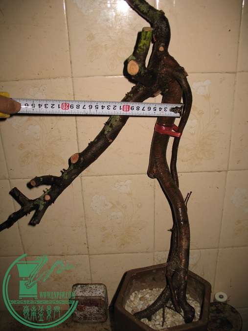 030.JPG