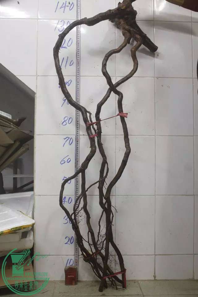 psb (3).jpg