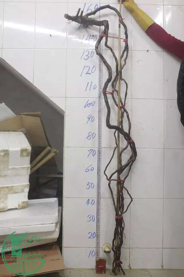 psb (12).jpg