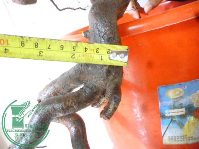P1160124.JPG