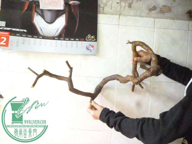 P1160141.JPG