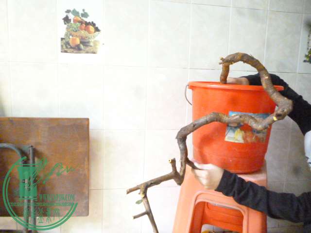 P1160148.JPG