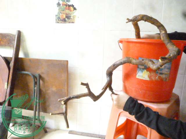 P1160149.JPG