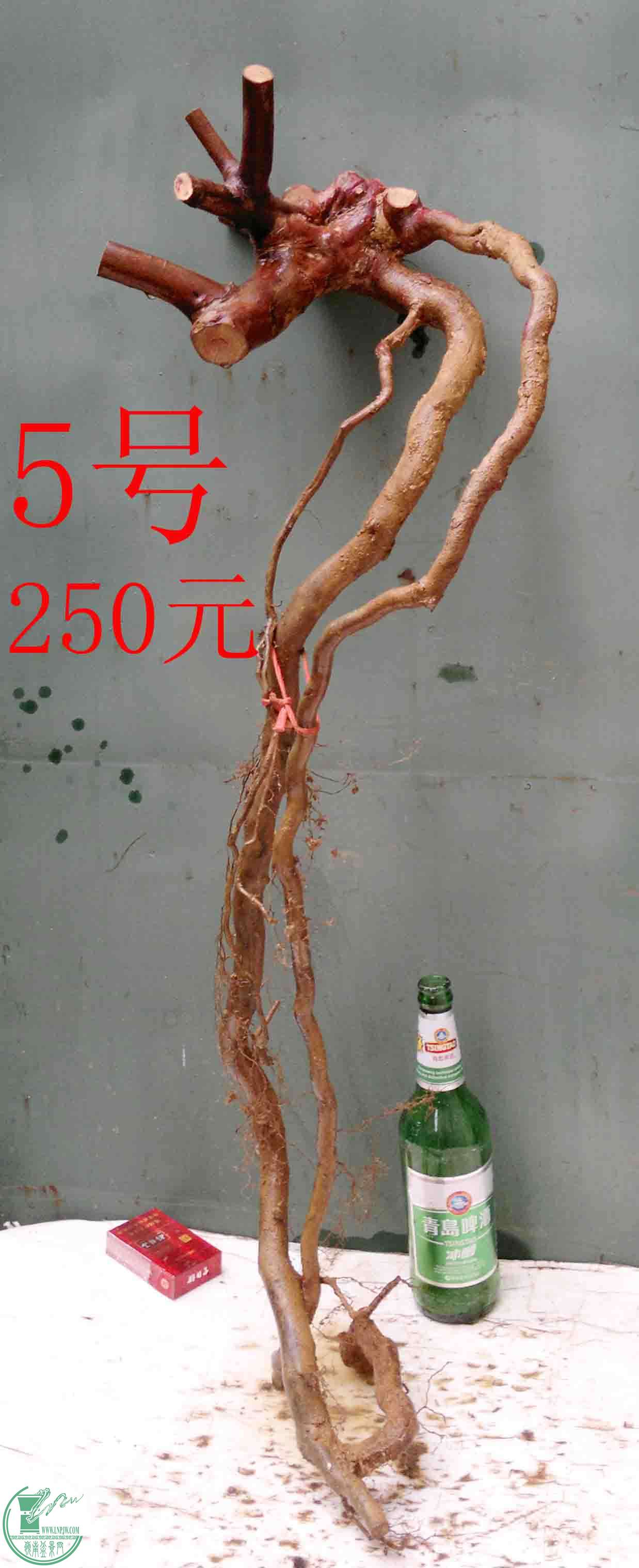 201601178100.jpg