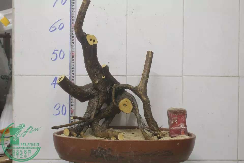 psb (1).jpg
