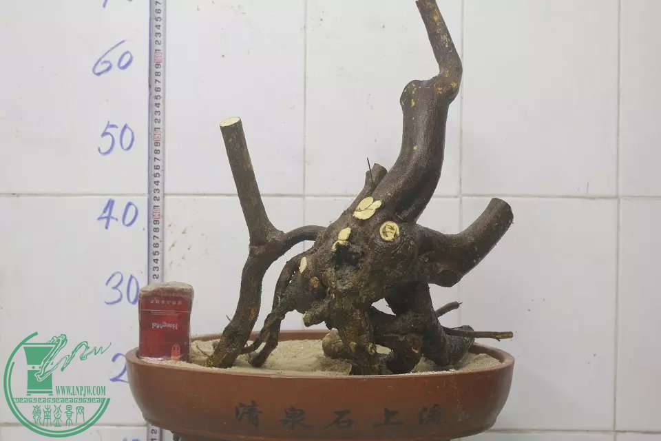 psb (2).jpg