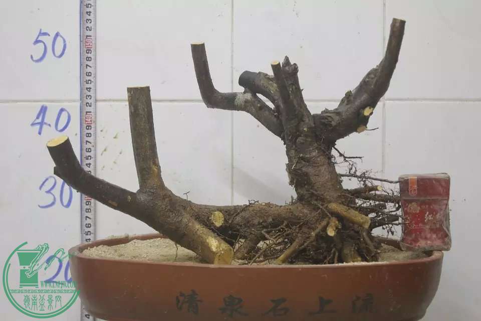 psb (3).jpg