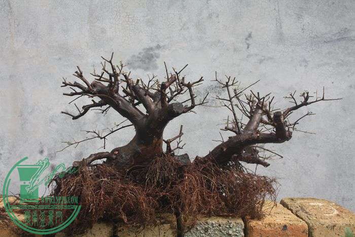 Ƭ20131026ۺ 662.jpg