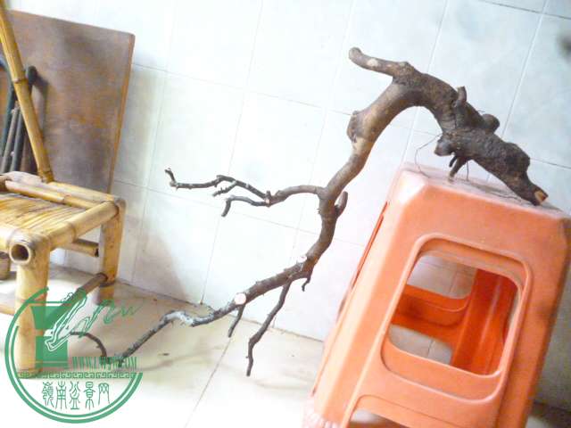 P1160201.JPG