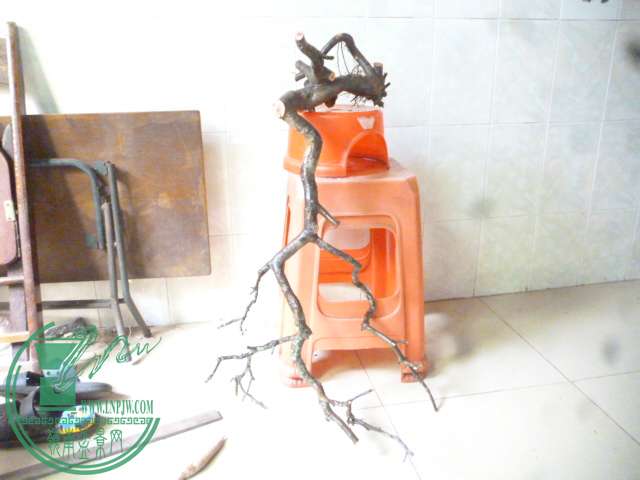 P1160207.JPG