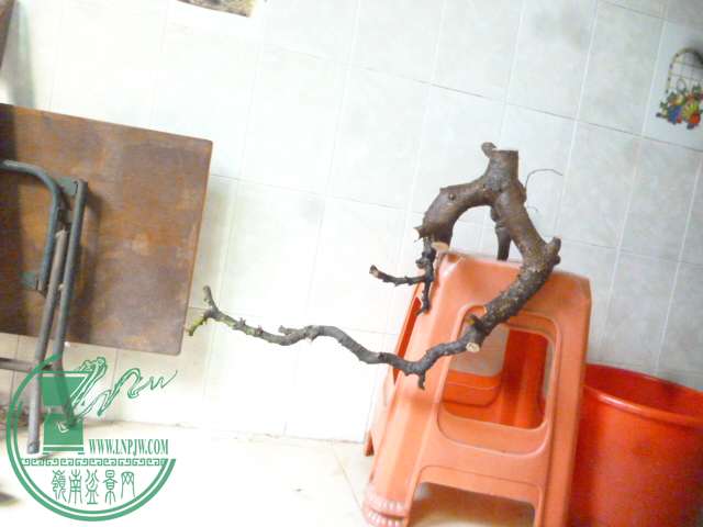 P1160221.JPG