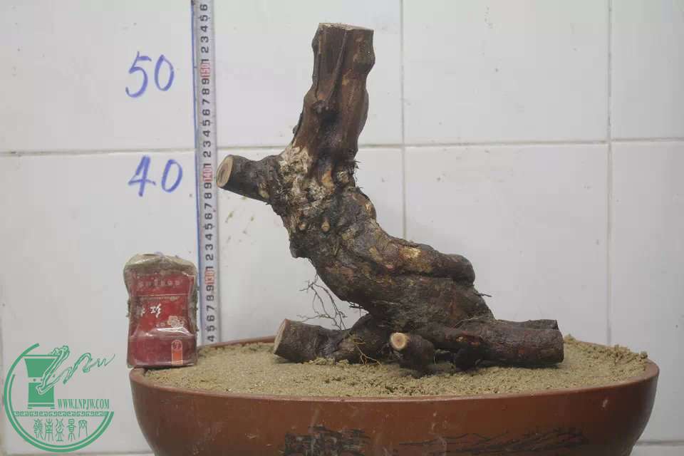 psb (2).jpg