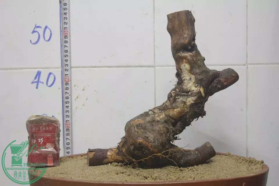 psb (3).jpg