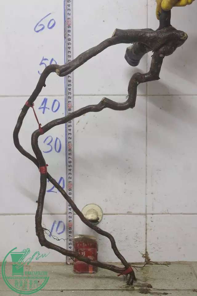 psb (9).jpg