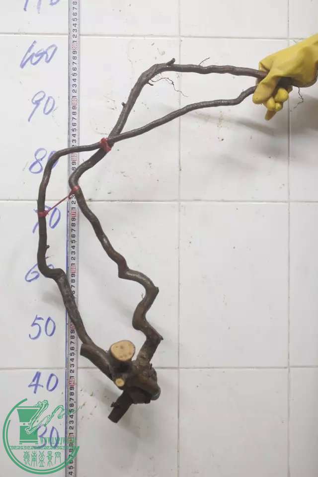 psb (10).jpg