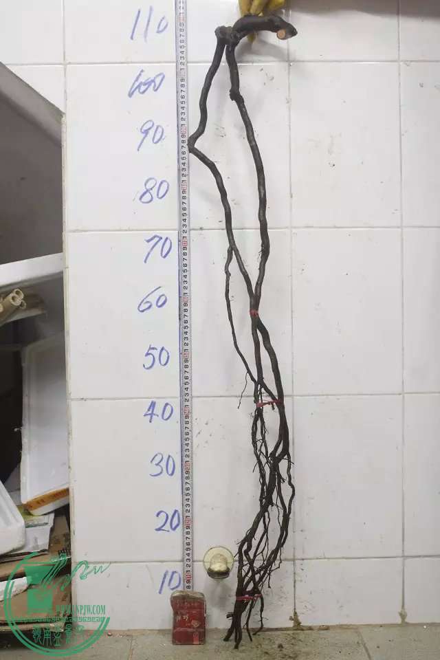 psb (15).jpg