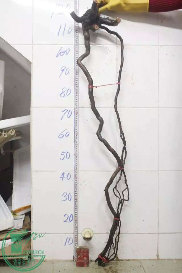 psb (20).jpg