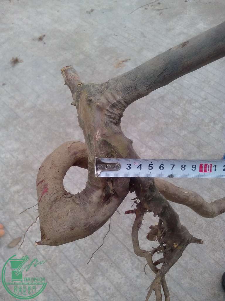 IMG20160119004.jpg