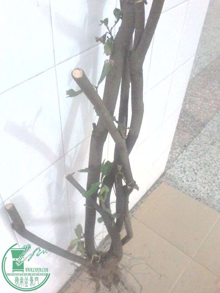 ½ļ (3)20160119_172311.jpg