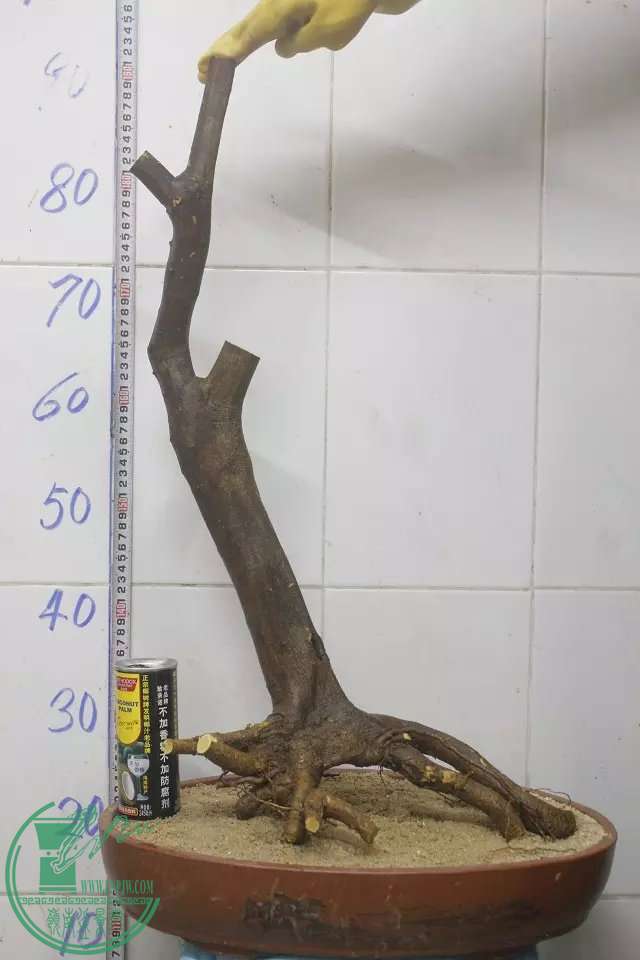 psb (22).jpg