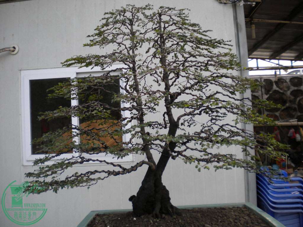 DSCN8638.JPG