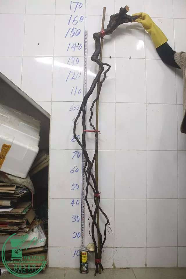 psb (2).jpg
