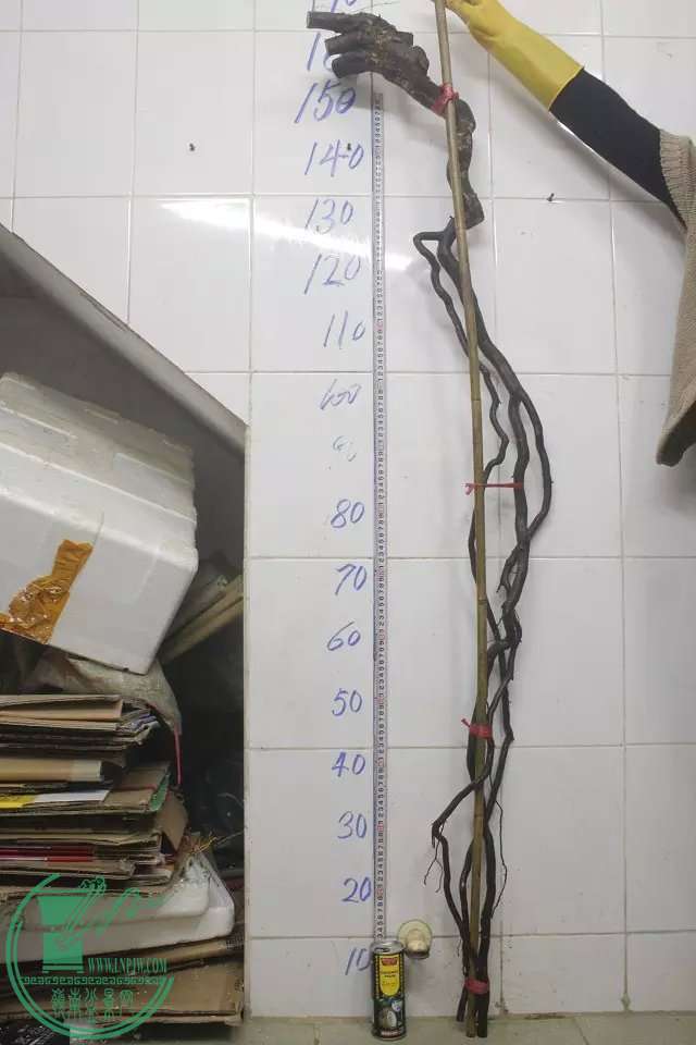 psb (3).jpg