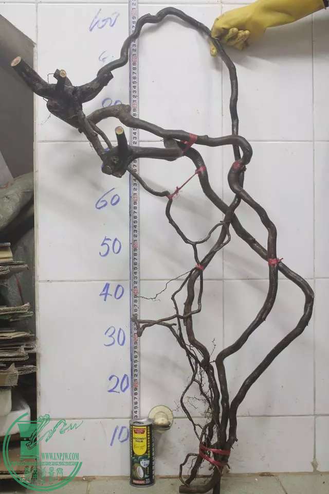 psb (10).jpg