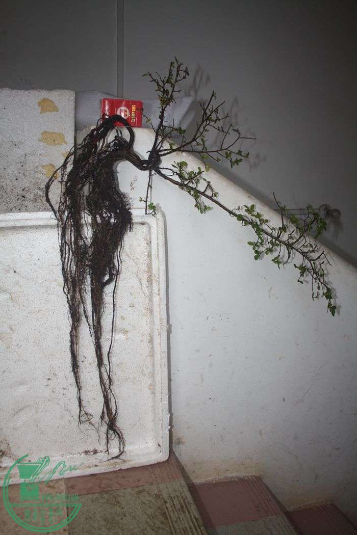 Ƭ20131026ۺ 689.jpg