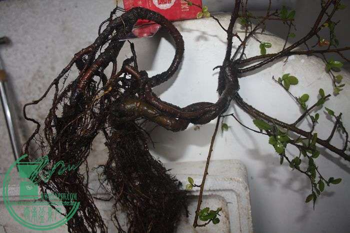 Ƭ20131026ۺ 691.jpg