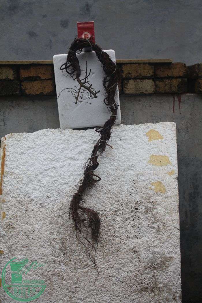 Ƭ20131026ۺ 687.jpg
