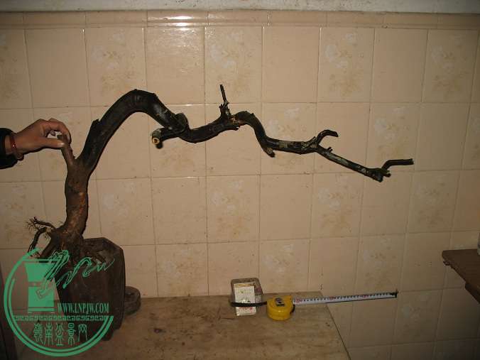 010.JPG