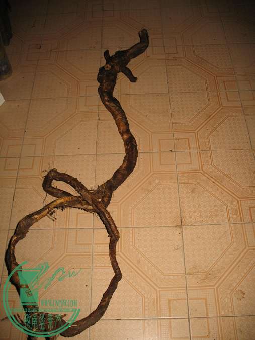 030.JPG