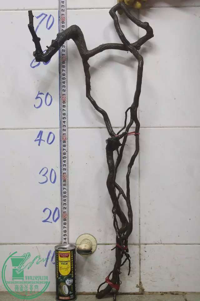 psb (22).jpg