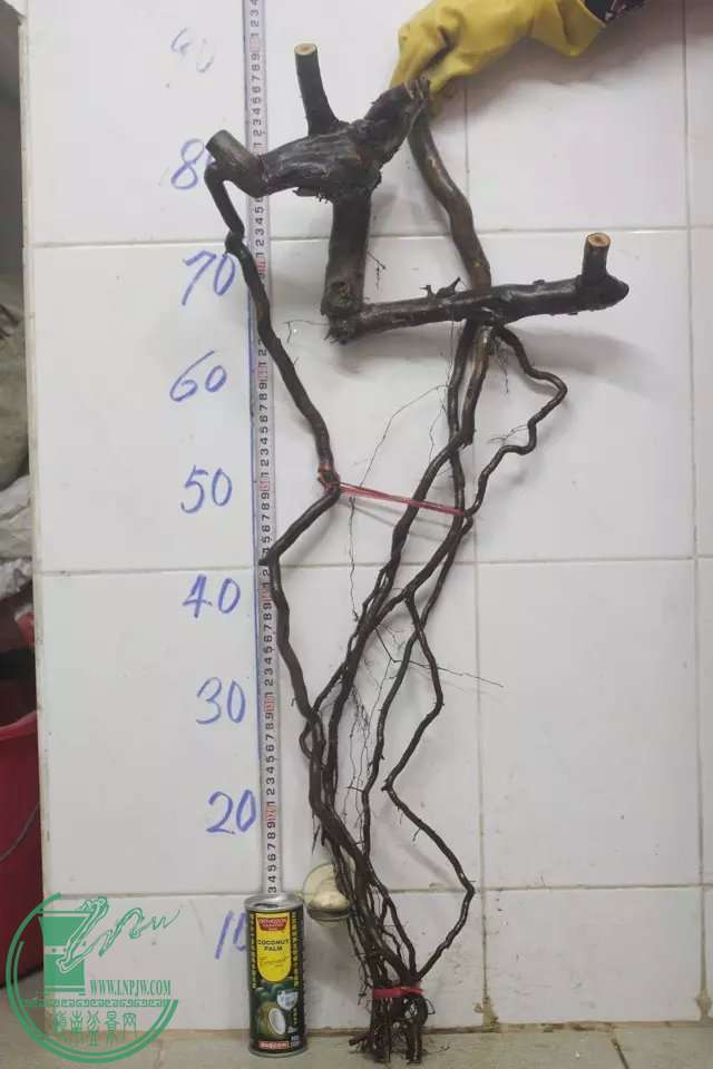 psb (25).jpg