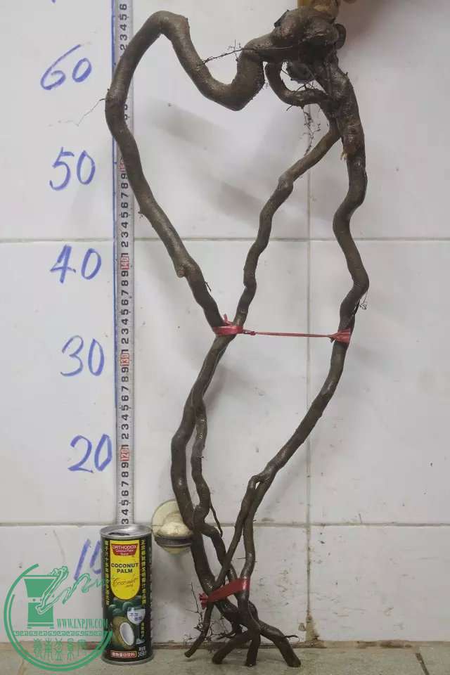 psb (38).jpg