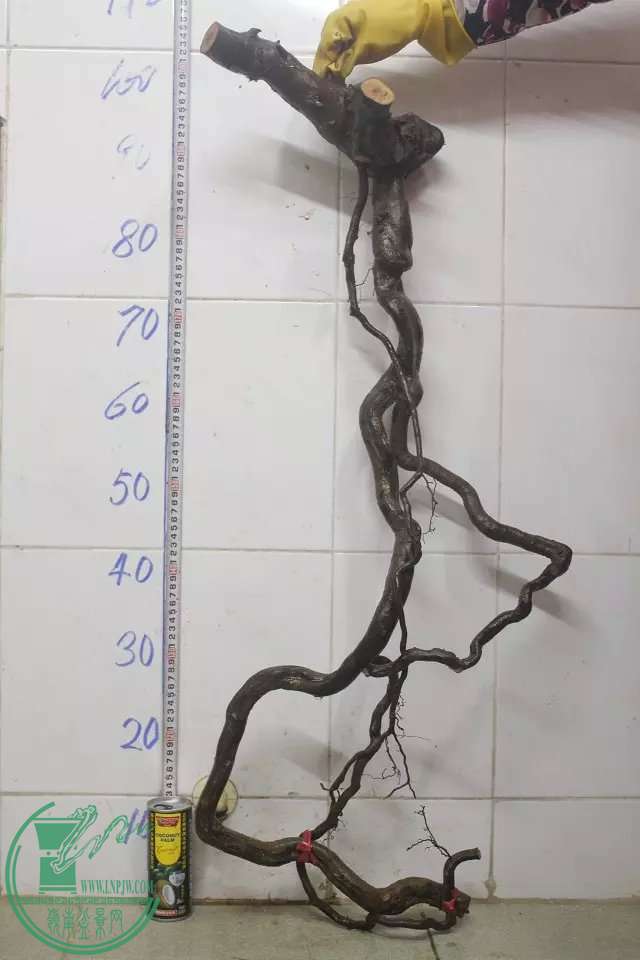 psb (30).jpg