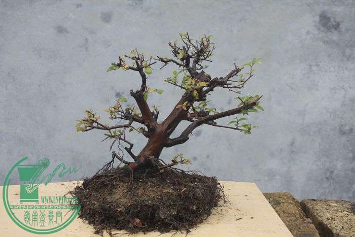 Ƭ20131026ۺ 702.jpg