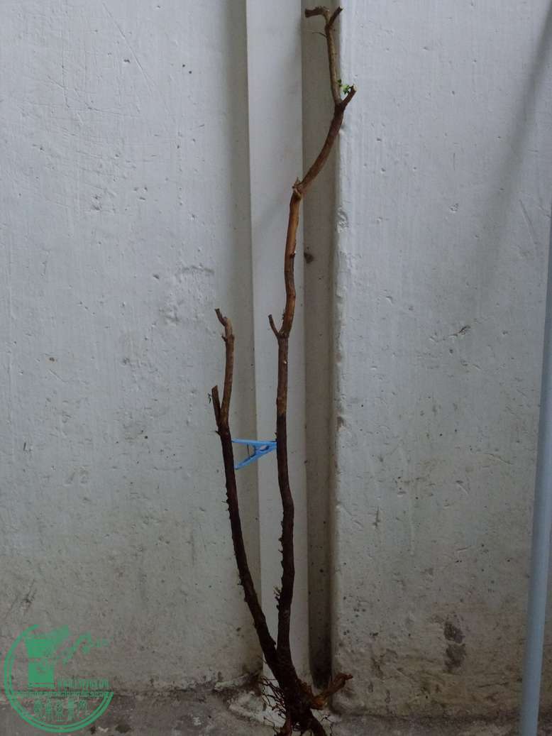 P1020447.JPG