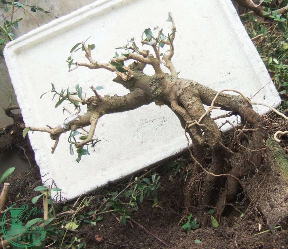 DSCF6818.JPG