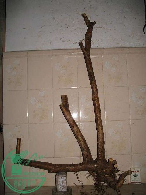 005.JPG