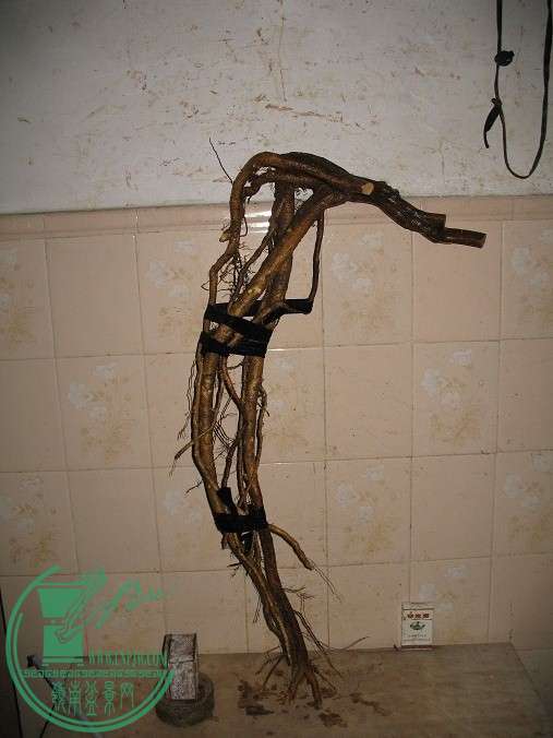 008.JPG