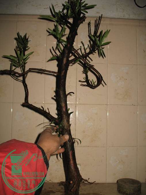 070.JPG