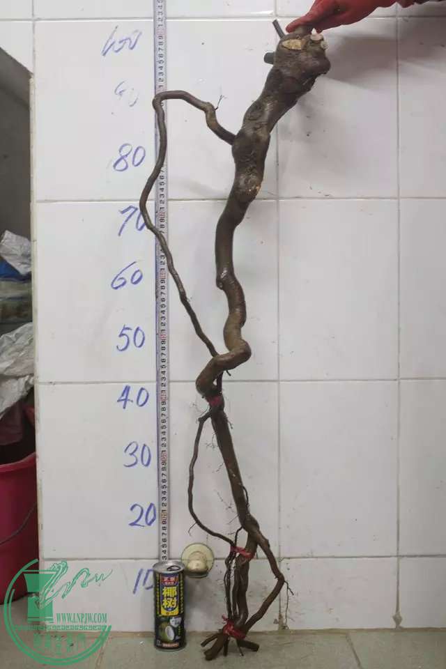 psb (3).jpg