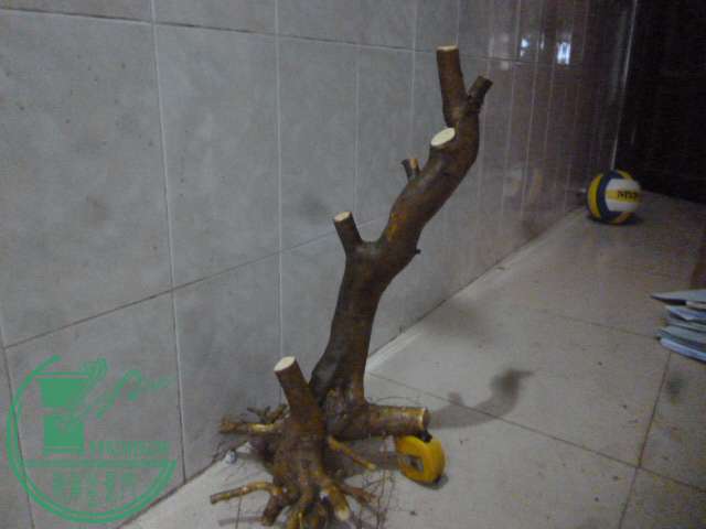 P1160250.JPG