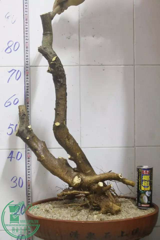 psb (7).jpg
