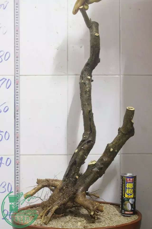 psb (8).jpg