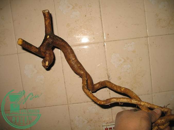 062.JPG