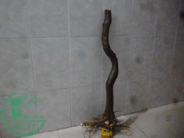 P1160246.JPG