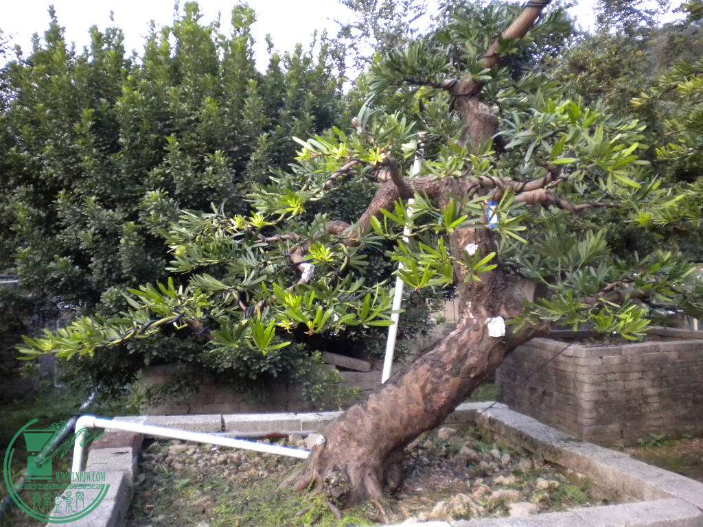 DSCN8661.JPG